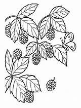 Raspberries Fruits sketch template