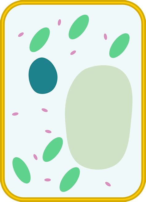 blank simple plant cell diagram