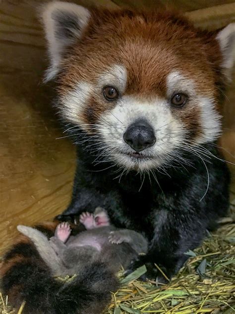 adorable  perfect red panda cub born  zoo shropshire star