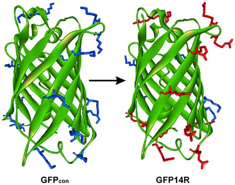 structural representation   gfp variants  dimensional
