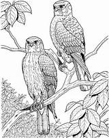 Coloring Pages Adult Adults Bird Birds Printable Colouring Sheets Color Print Book Complex Realistic Difficult Only Owl sketch template