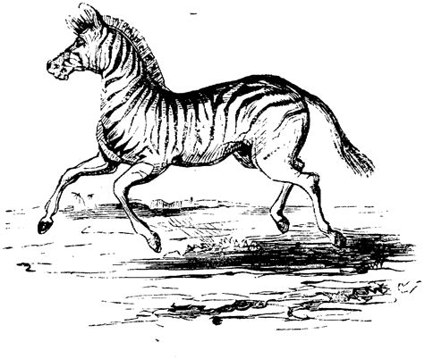 zebra head coloring coloring pages
