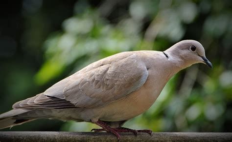 dove  pigeon identification tips