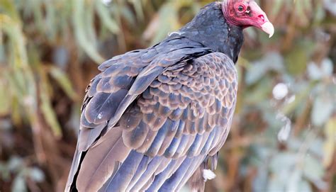 kentucky black vulture problems      turkey vultures