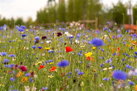 les champs de fleurs les  spectaculaires du monde civitatis