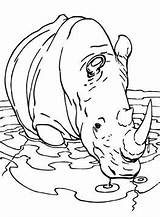 Neushoorn Nashorn Drinkt Rhinoceros Drinks sketch template