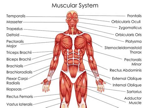 muscles anterior full body diagram muscles diagrams diagram  muscles  anatomy charts