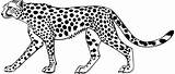 Cheetah Guepardo Cheetahs Animales Colorin sketch template