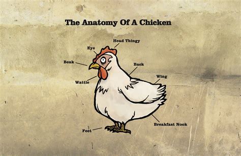 drawbridge chicken anatomy