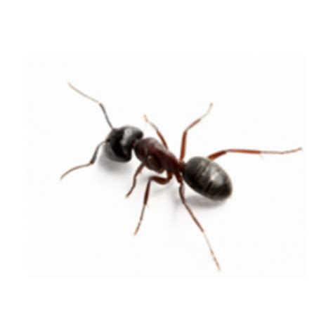 een mier  een van de sterkste dieren dierenkliniek de berg
