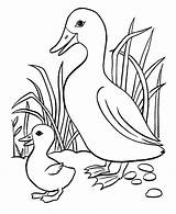 Ducks Coloring Little Five Pages Colouring Duck sketch template