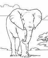 Sagoma Elefante Dyr Elefant Afrikanske Tegninger Savanna Coccodrillo Drawinggwenblog Feminatalk sketch template