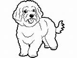 Bichon Frise Drawings Clipground sketch template
