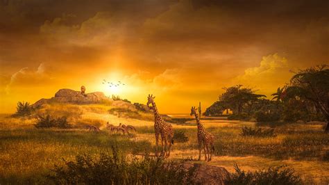 giraffe wildlife sunset    gogambar