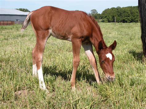 american quarter horse foal   photo  freeimages