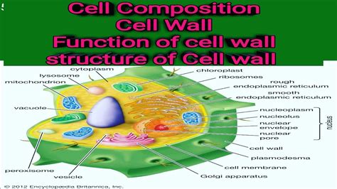 cell wall composition  cell function  cell wall cell organelles