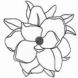 Magnolia Bestcoloringpagesforkids Outline sketch template