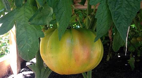 5 tips for growing tomatoes in raised beds