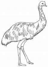 Emu Coloring Pages Australian Animals Outback Template Feathered Soft Kids Printable Birds Color Bestcoloringpages Line Baby Templates Australia Print Sketch sketch template