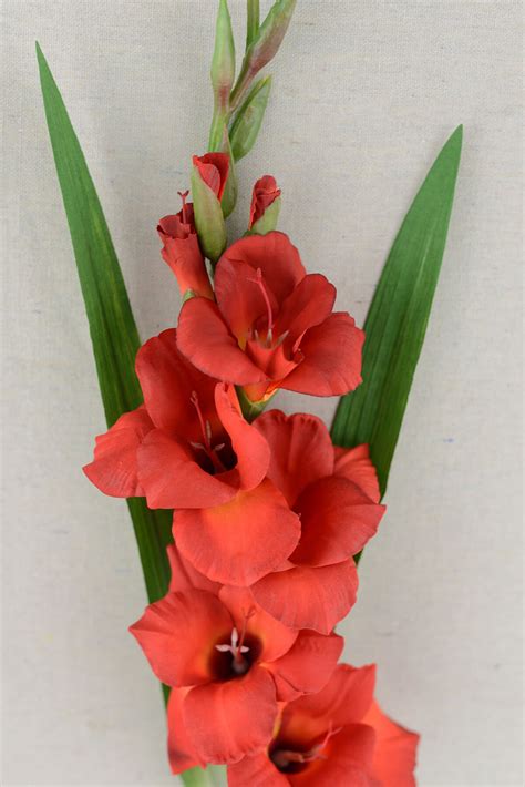 gladiolus flower red