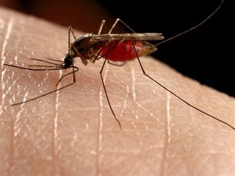 West Nile S Back Avoid Mosquito Bites Health Unit Urges After West