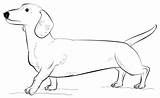 Coloring Dachshund Dog Pages Printable Draw Drawing Supercoloring Dachsunds Step Drawings Template Long Categories Zeichnung Popular sketch template