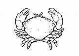 Crab Coloring Coconut Pages Designlooter 1050 9kb 750px sketch template