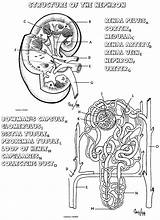 Coloring Anatomy Kidney Pages System Urinary Nephron Book Human Physiology Biology Printable Structure Renal Corner Nursing Biologycorner Sheet Worksheet Color sketch template