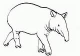 Tapir Coloring Pages Brazilian 38kb 210px sketch template