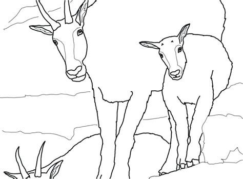 mountain goat coloring pages  getdrawings