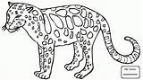 Leopard Clouded Coloring Pages Drawing Leopards Getdrawings sketch template