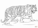 Tiger Coloring Pages Printable Template Walking Tigers Ausmalbild Templates Print Animal Colouring Drawing Color sketch template