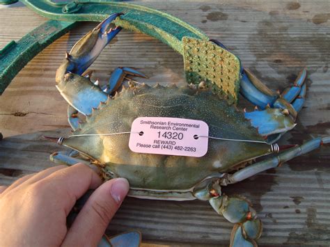 waiter there s a tag on my crab smithsonian insider