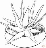 Aloe Vera Coloring Pages Plants Printable Houseplant Bamboo Drawing Marlothii Potted Planta Drawings Plant Template Color Flowers Colouring Supercoloring Flower sketch template