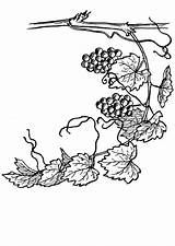 Vine Coloring Grape Grapevine Pages Printable Designlooter Edupics Drawings 750px 53kb sketch template