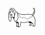Basset Hound Coloring Coloringcrew sketch template
