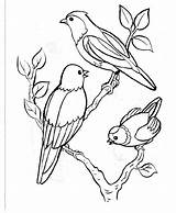 Oiseaux Oiseau Dessins Branche Gratuits Colorier Arbre Vole Petits Coloriageetdessins Perchés sketch template