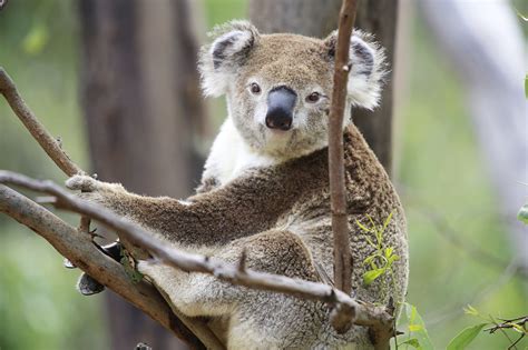 national animal  australia   beauty  kakadu national park