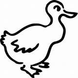 Duck Coloring Chicken Surfnetkids Pages Next sketch template
