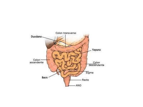 filminas digestion intestinal fisiologia  biofisica odontologia uba filadd