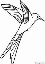 Hummingbird Throated Coloringall sketch template