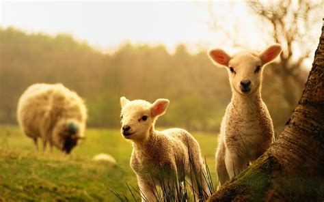 farm animals wallpapers backgrounds