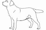 Lab Coloring Pages Dog Drawing Labrador Line Printable Getdrawings Puppy Getcolorings Color Retriever sketch template