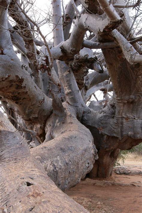 sagole baobab sagole big tree in limpopo baobab tree in venda