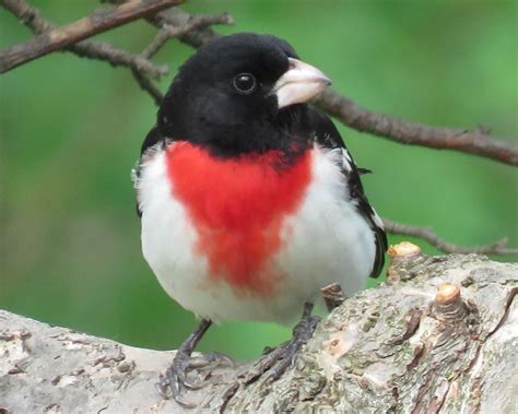 rose breasted grosbeak facts pictures  migration owlcation