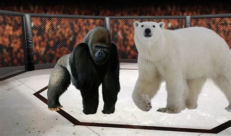 Post Grad Problems Polar Bear Vs Gorilla In A Fight To