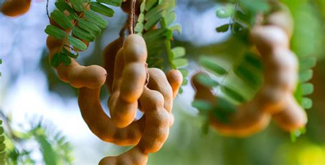 health benefits  tamarind pure indian foods ayurveda