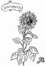 Coloring Sunflower Online Seeds Print sketch template
