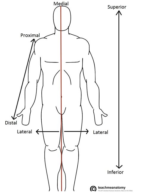 anatomical terms  location anterior posterior teachmeanatomy