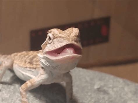 why does my bearded dragon keep his mouth open find out